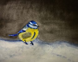 Karte Nr. 41 / Blaumeise im Schnee