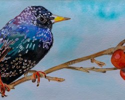 Karte Nr. 40 / Vogel Star