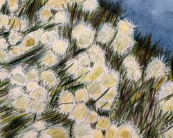 Bild Nr. 101 / Wollgras